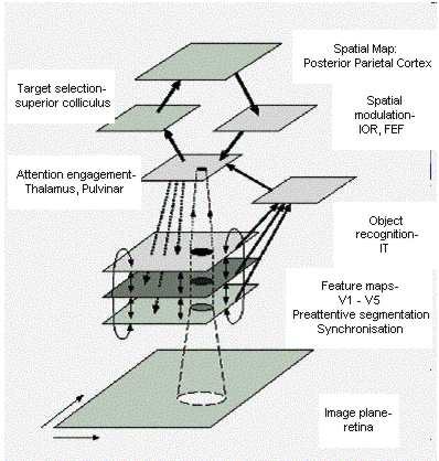 Various mappings of brain areas to Treisman's functional blocks have been attempted: this is one speculative mapping.