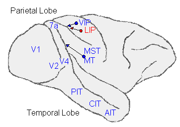 The sketch of the macaque brain is marked with the various brain areas referred to in the key.